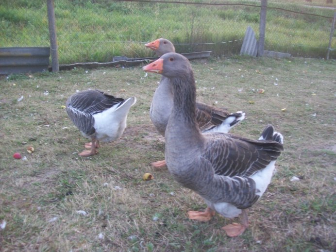 Порода гусей Ландау