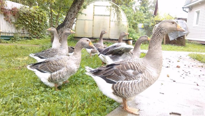 Бизнес Гусь