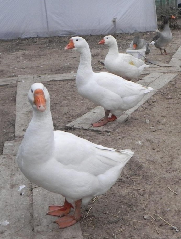 Линда Королевская гуси порода