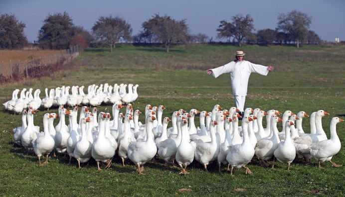 Бешеные утки