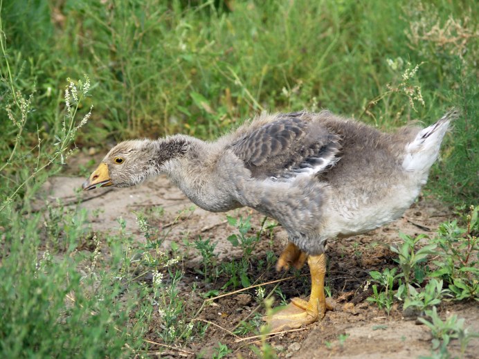 Канада Гусь