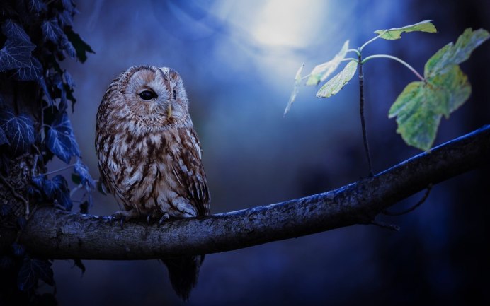 Сова на ветке
