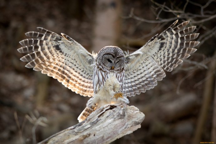 Филин Совенок