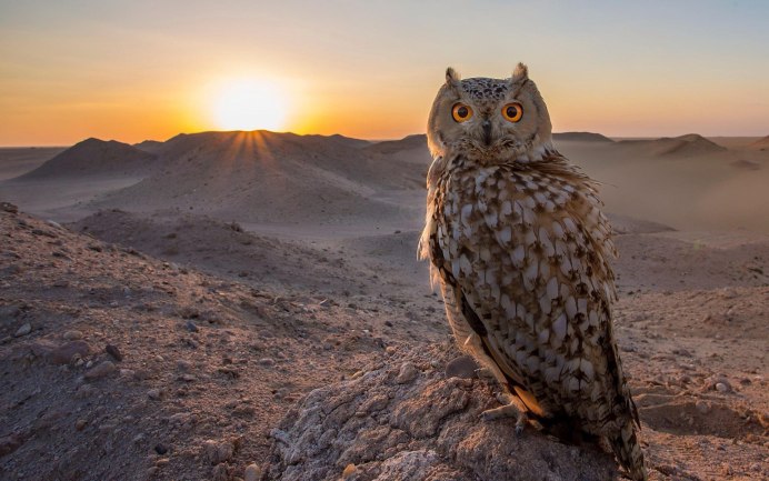 Полярная ушастая Сова