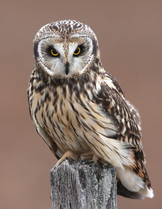 Сова хищная птица