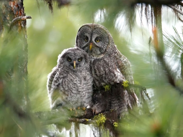 Ушастая Сова на ветке