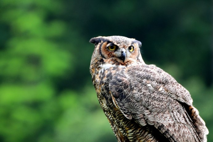 Черная ушастая Сова