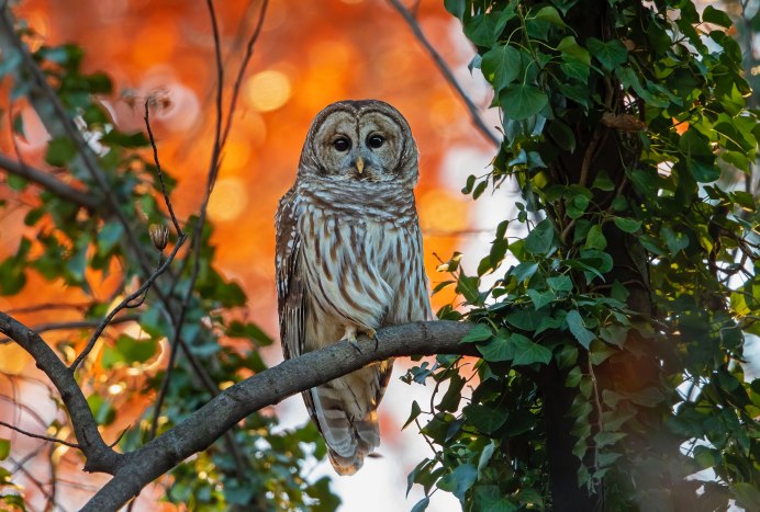 Совиные Совы