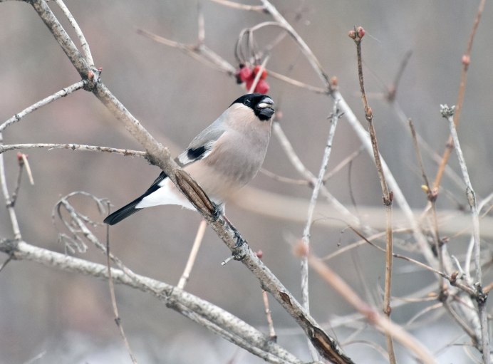 Снегирь женского пола