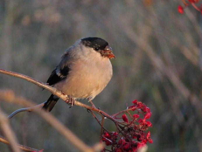 Серый Снегирь самка