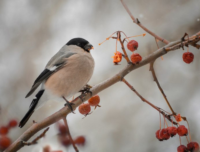 Серый Снегирь самка