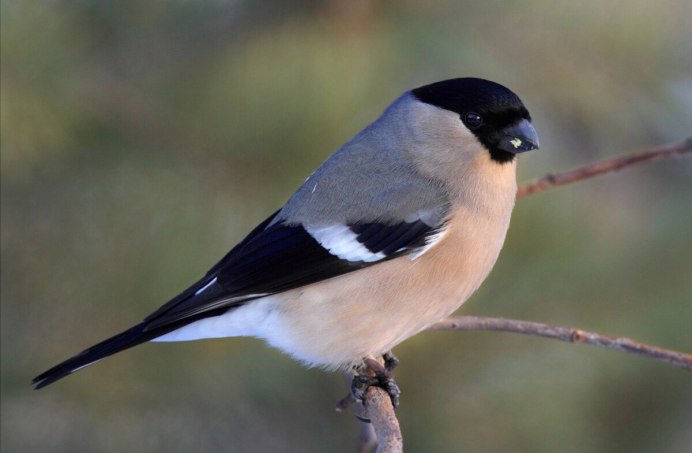 Снегирь самец