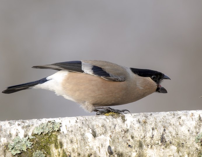 Красногрудый Снегирь