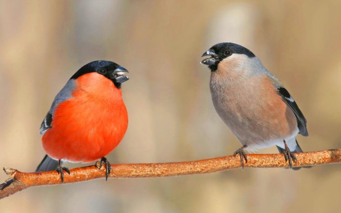 Ирина Снегирь