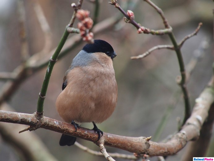 Снегирь птица самец и самка