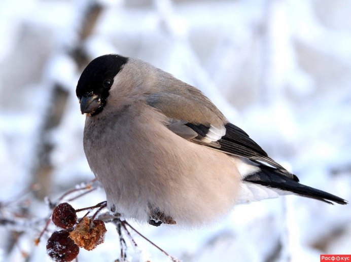 Снегирь самка