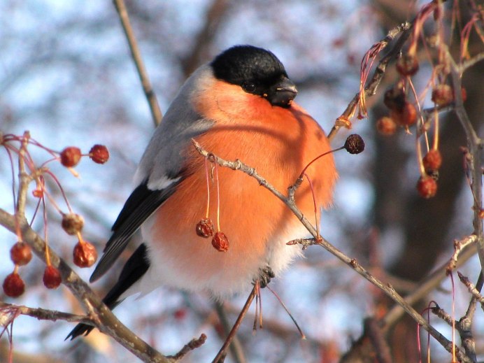 Птица Снегирь птенец