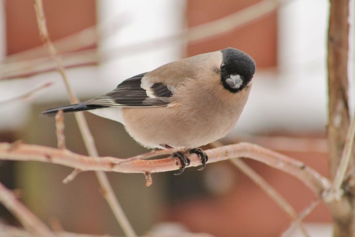 Дальневосточный Снегирь