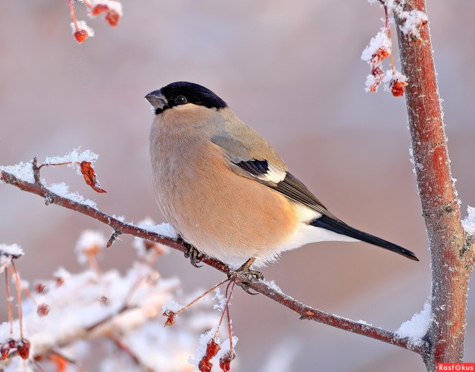 Птица Снегирь самка