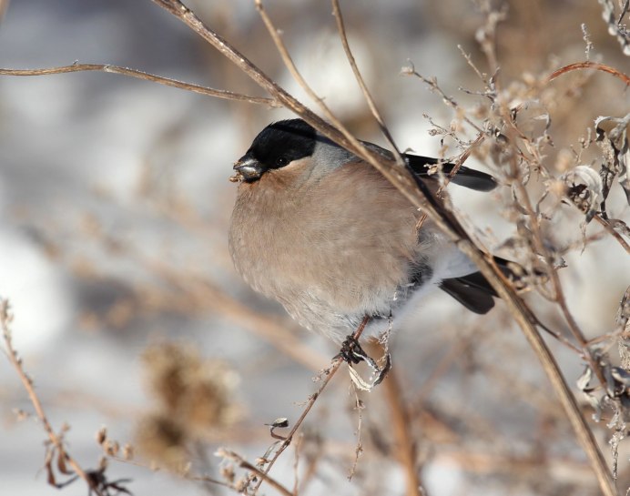 Снегирь самка и самец