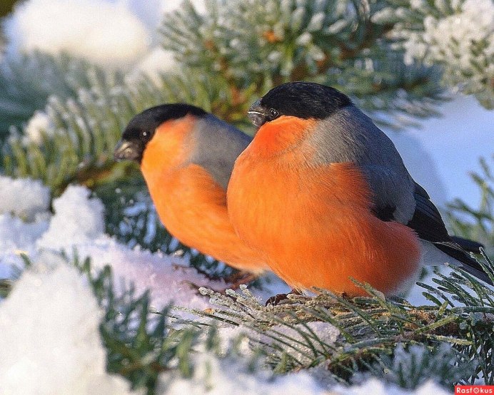 Группа Нана песня про снегирей