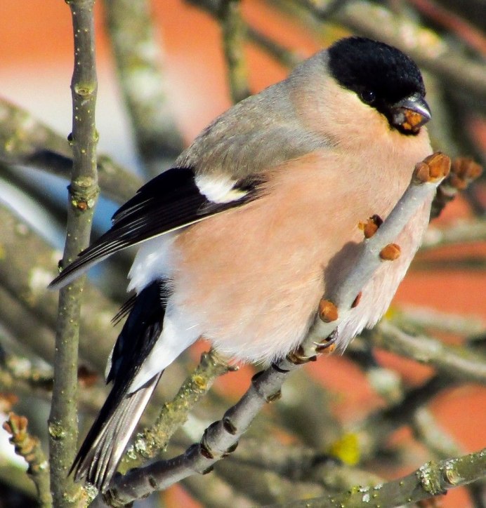 Красноголовый Снегирь