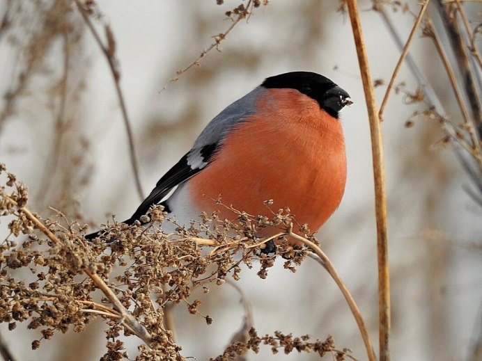 Снегирь в Забайкалье