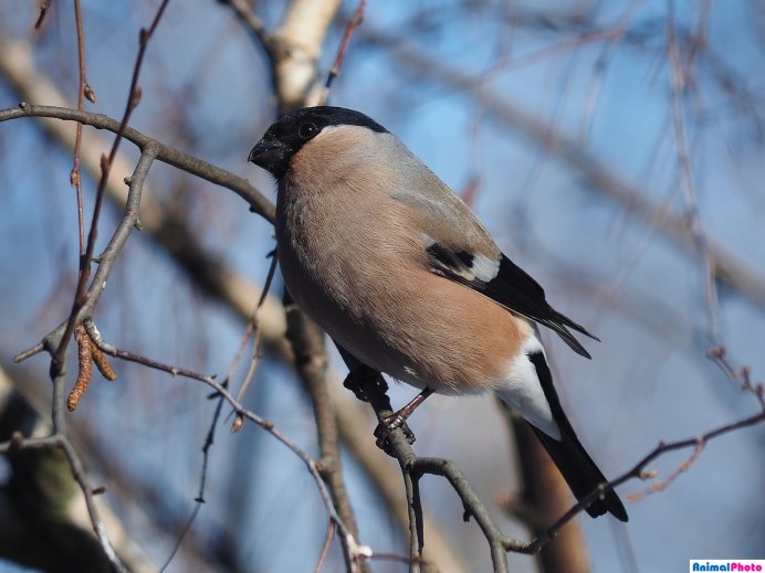 Снегирь самка