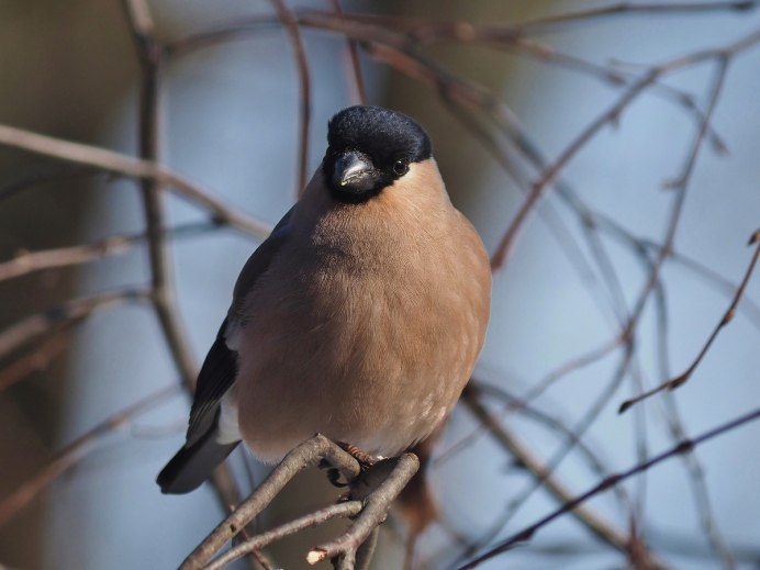Красноголовый Снегирь самка