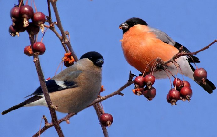 Снегирь седой самка