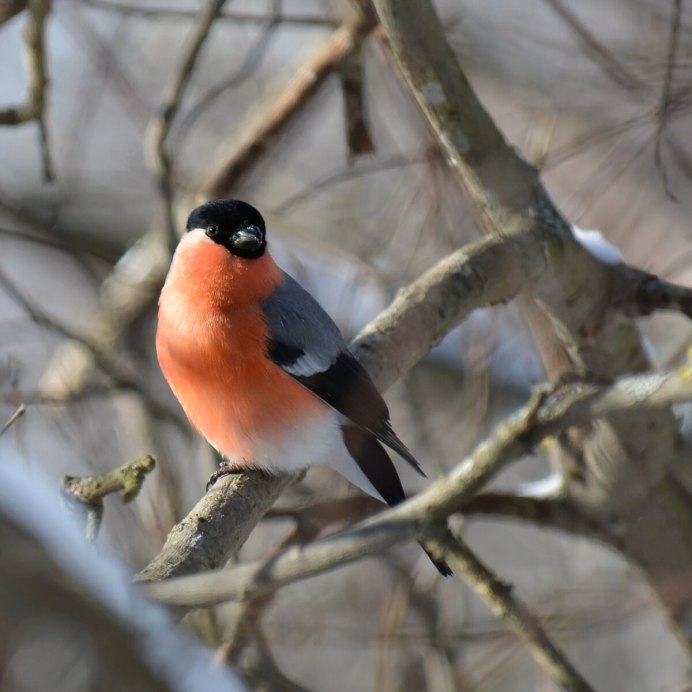Снегирь самец и самочка
