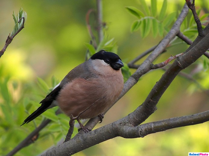 Антильский Снегирь