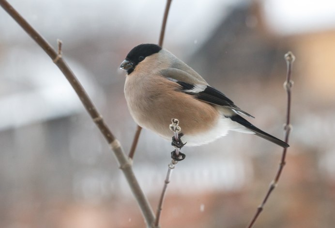Снегирь самка