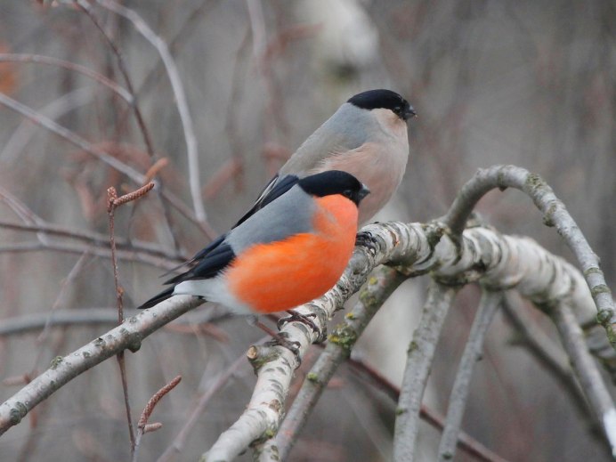 Снегирь кочующая птица