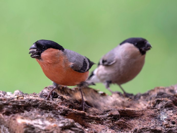 Снегирь птица самец и самка
