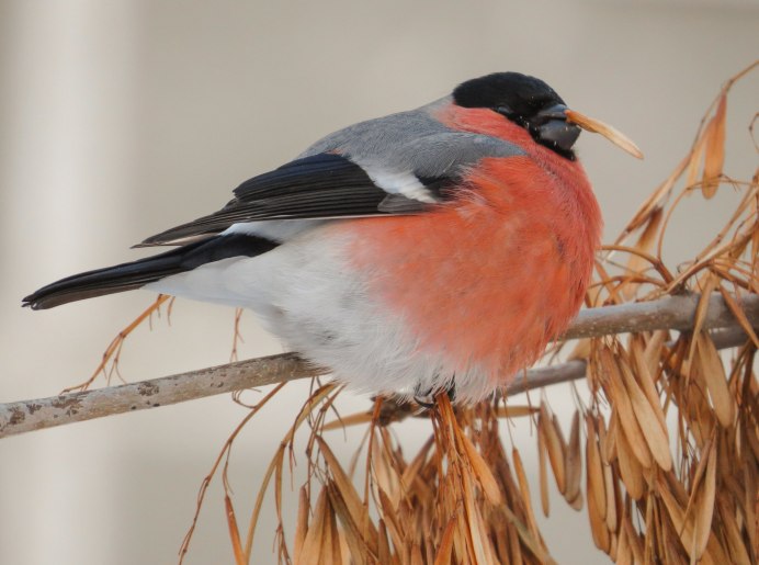 Птица Снегирь самка