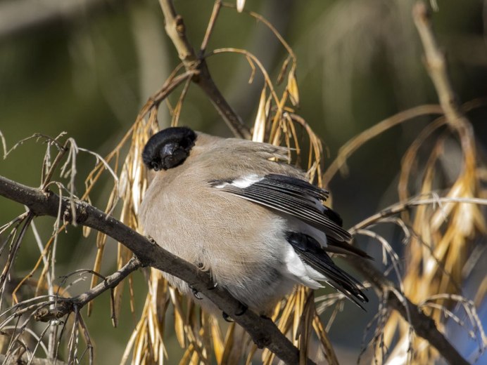 Птицы зимой цифровое фото