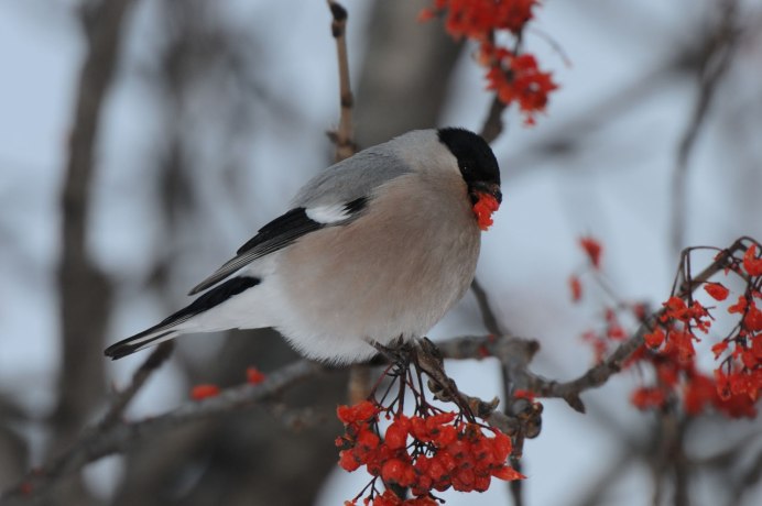 Птица Снегирь самка