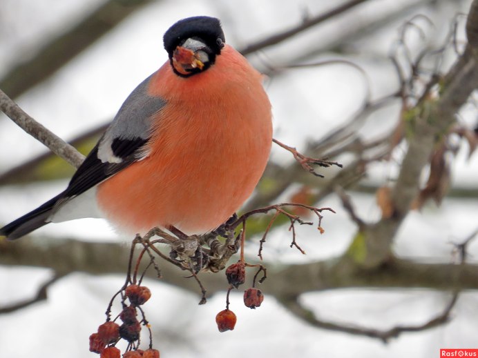 Снегирь самка