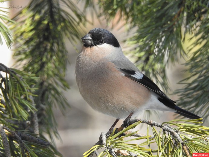 Чувашия самка снегиря фото
