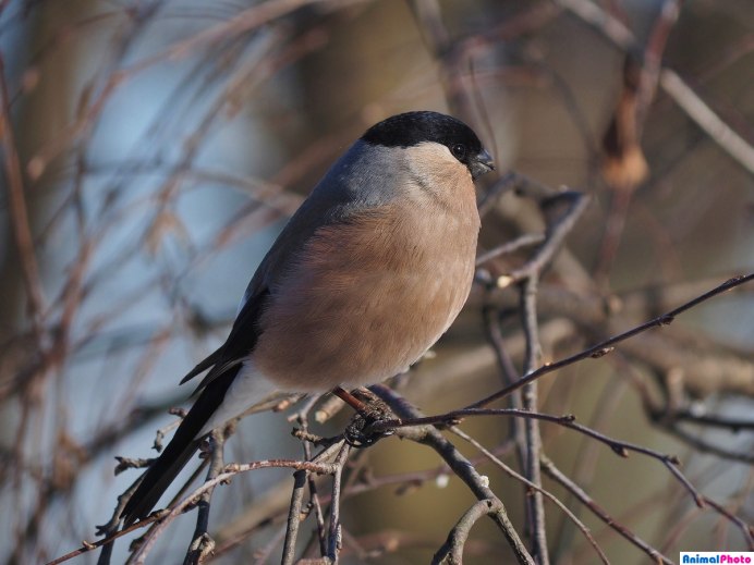 Птица Снегирь самка