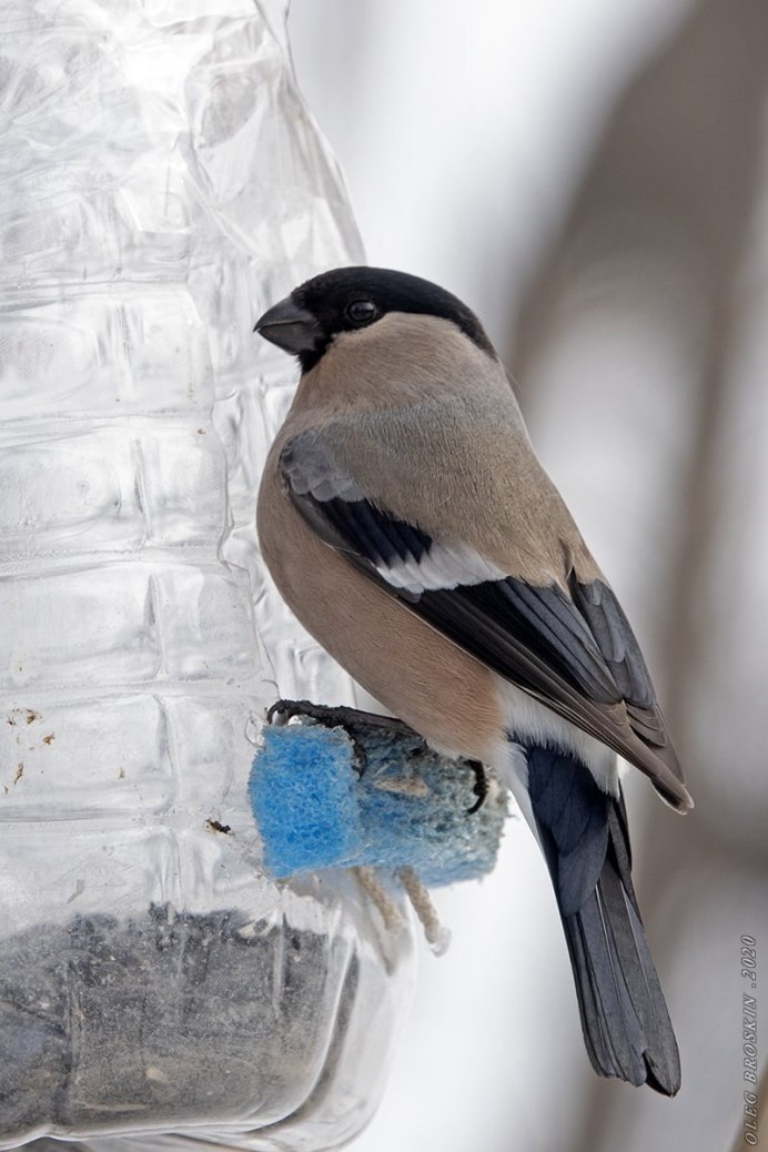Снегирь самка