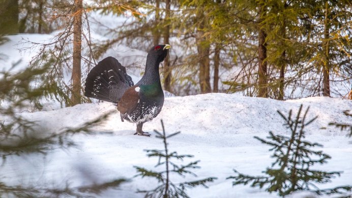 Рябчик токующий самец