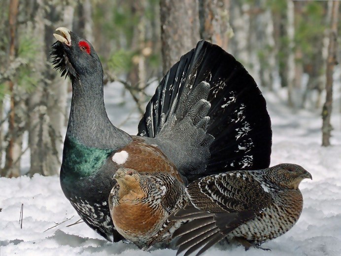 Острохвостый тетерев