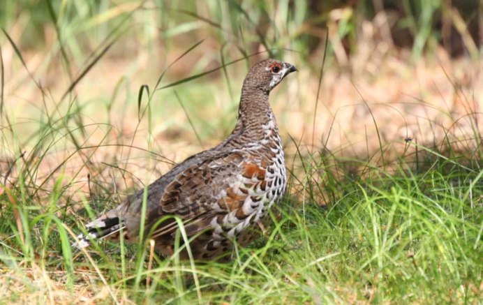 Дикуша тетерева