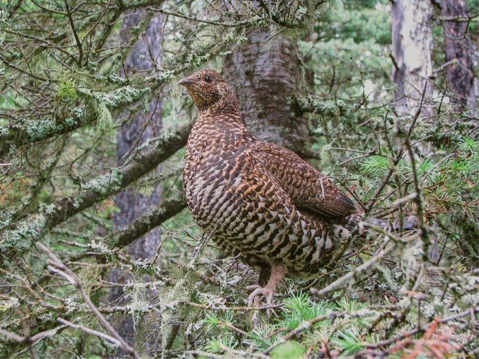 Глухарь тетерев рябчик