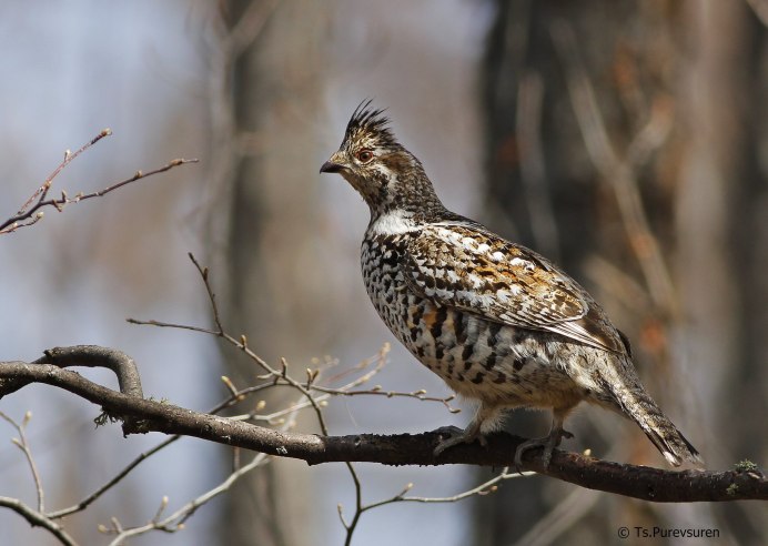 Семейства Тетеревиные Tetraonidae