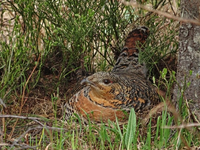 Самка тетерева и глухаря