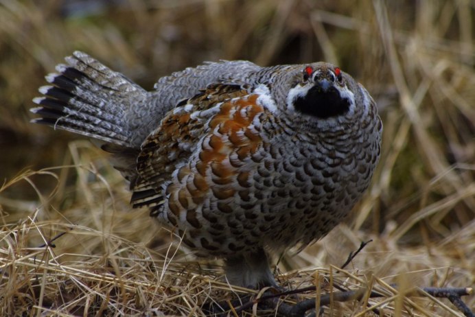 Глухарь - Capercaillie