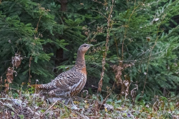 Голубой тетерев / Dendragapus Obscurus